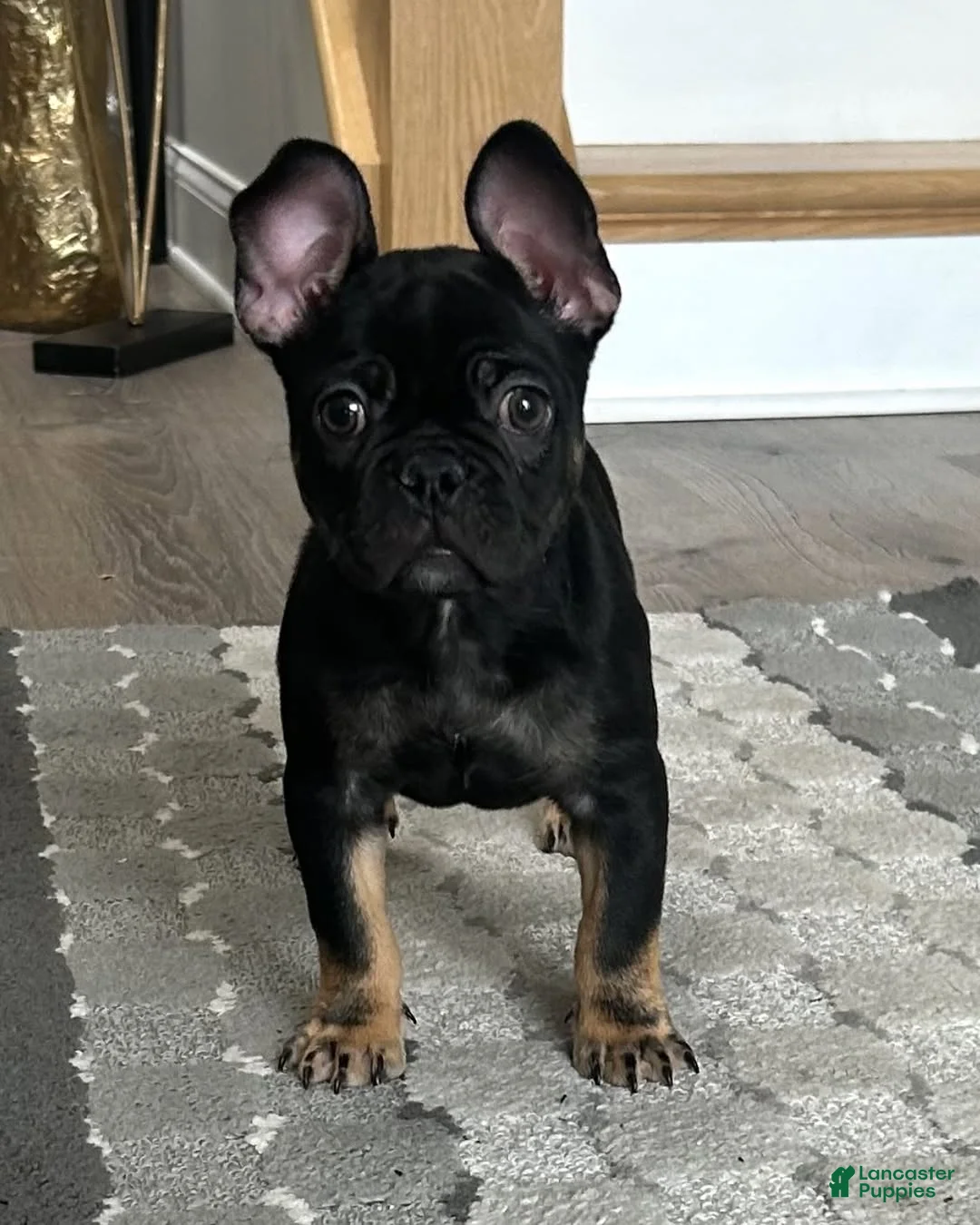 French Bulldog dogs for sale: French Bulldog Puppy 4 - Ad 1