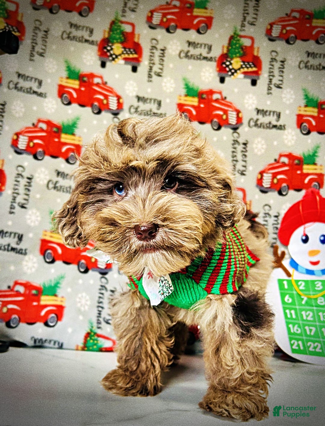 Havapoo dogs for sale: Yoda - Ad 3