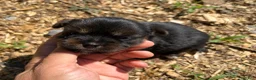 Shorkie dogs for sale: Cindy - Ad 2