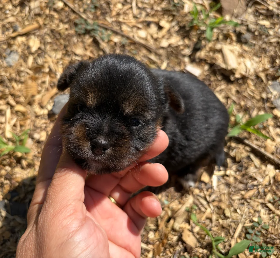 Shorkie dogs for sale: Cindy - Ad 2