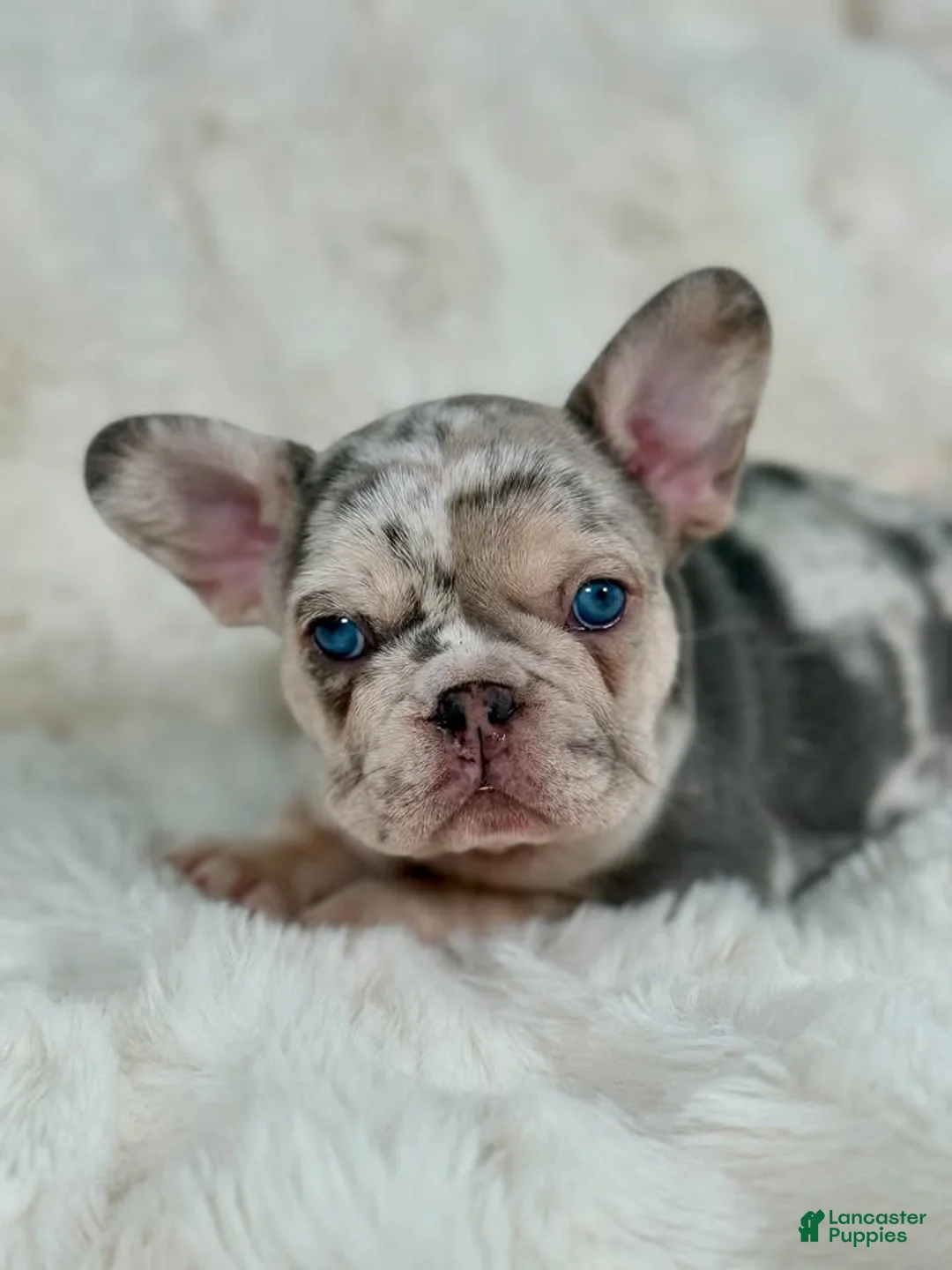 French Bulldog dogs for sale: French Bulldog 3 - Ad 2