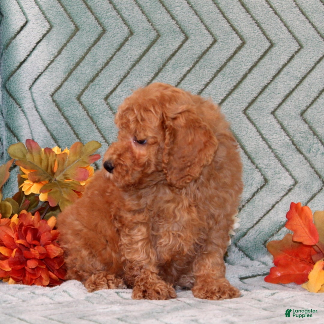 Mini Goldendoodle dogs for sale: Radishes - Ad 3