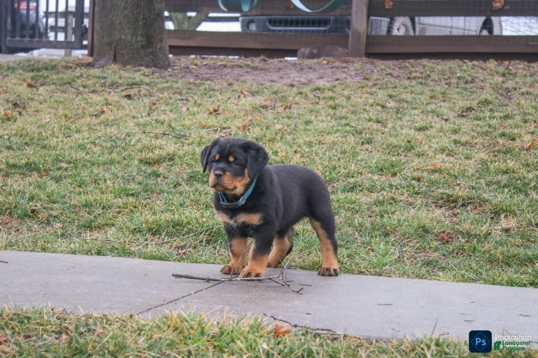 Rottweiler dogs for sale: Fern - Ad 1