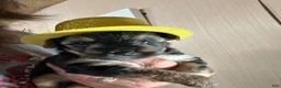 Yorkshire Terrier dogs for sale: Yorkshire Terrier Puppy 1 - Ad 3