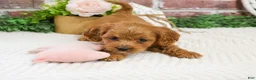 Cavapoo dogs for sale: Kelsie  - Ad 4