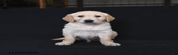 Golden Retriever dogs for sale: Rylan  - Ad 3