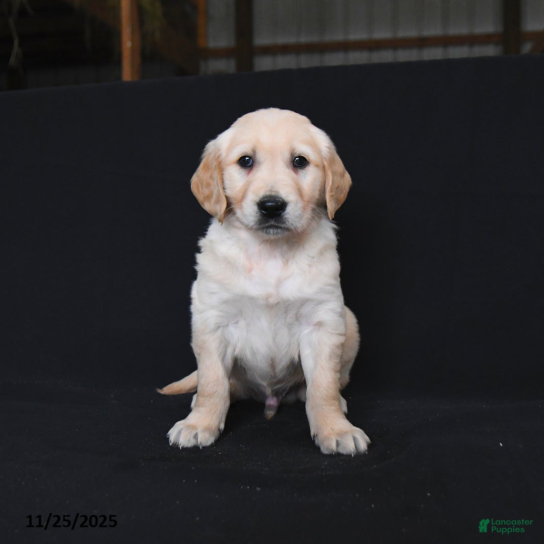 Golden Retriever dogs for sale: Rylan  - Ad 3