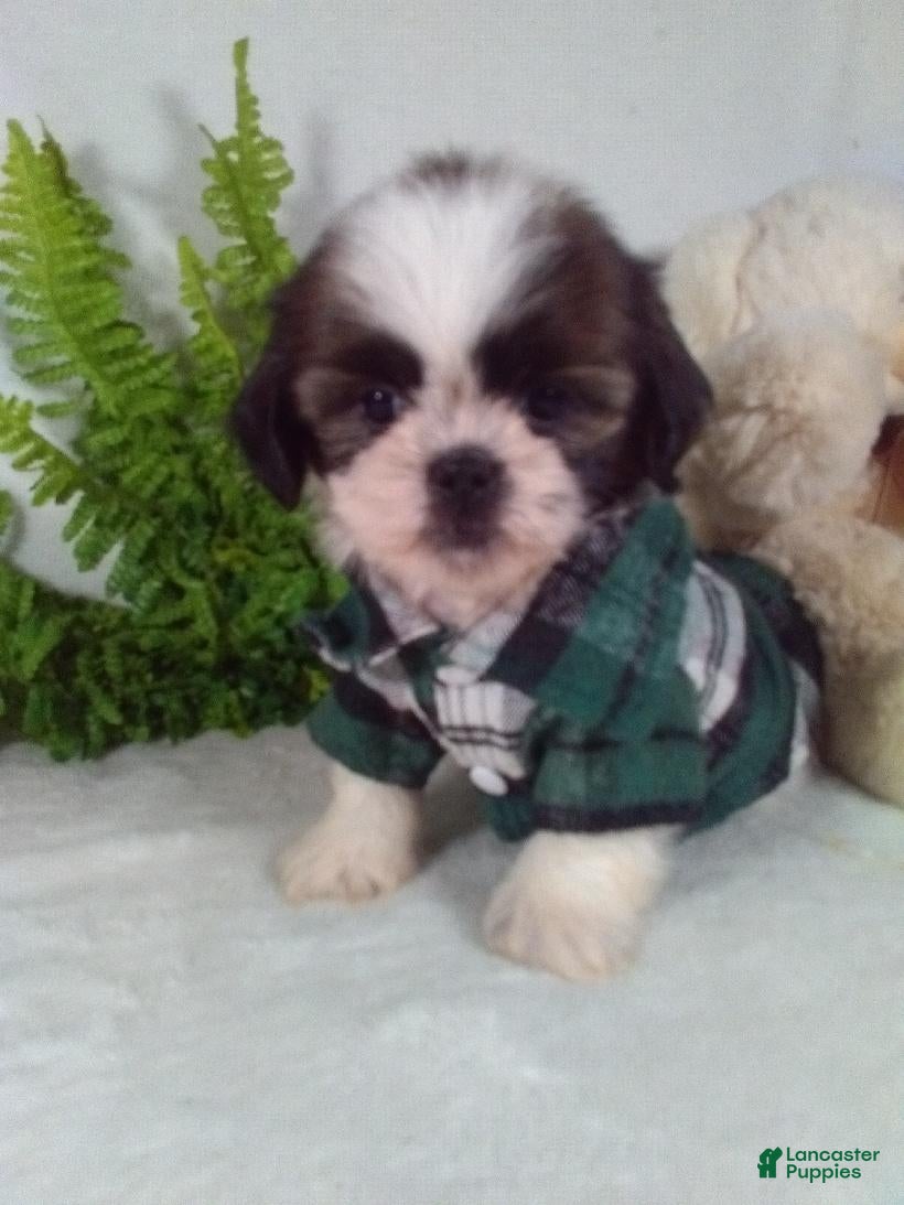 Shih Tzu dogs Apollo  - Ad 1