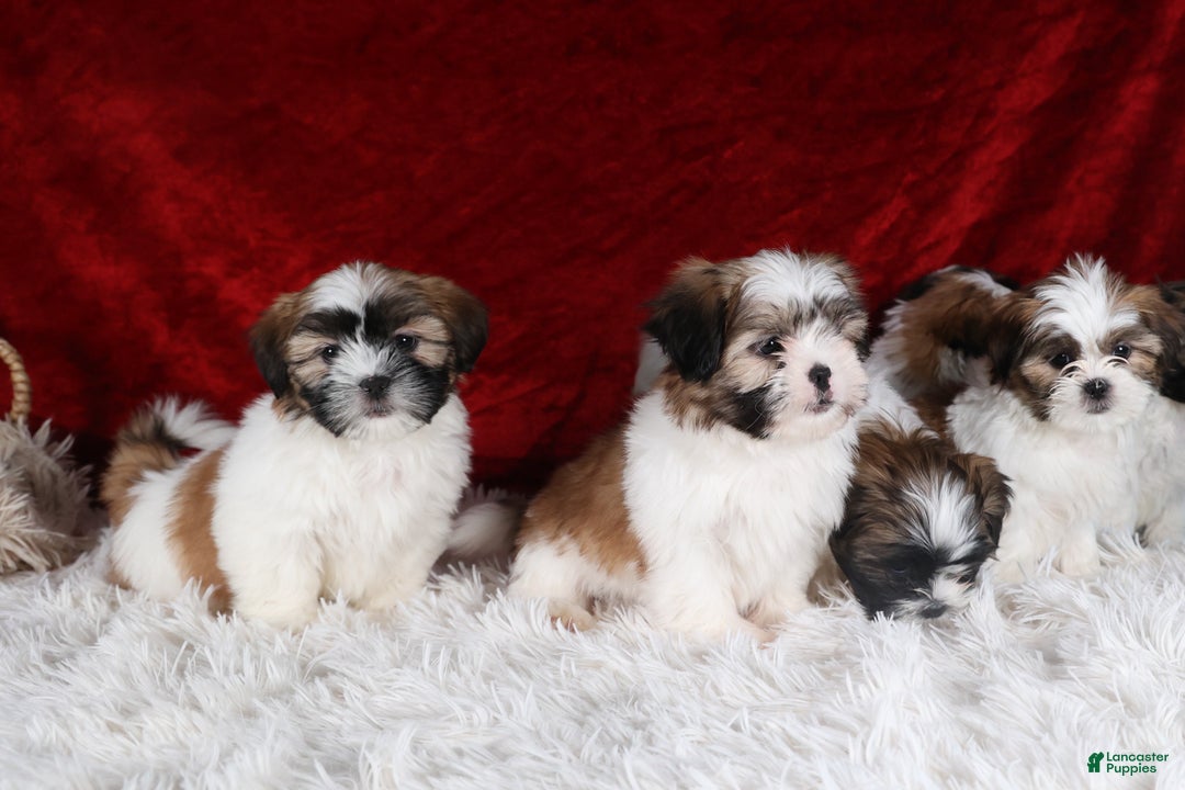 Gallery Image {{count}}