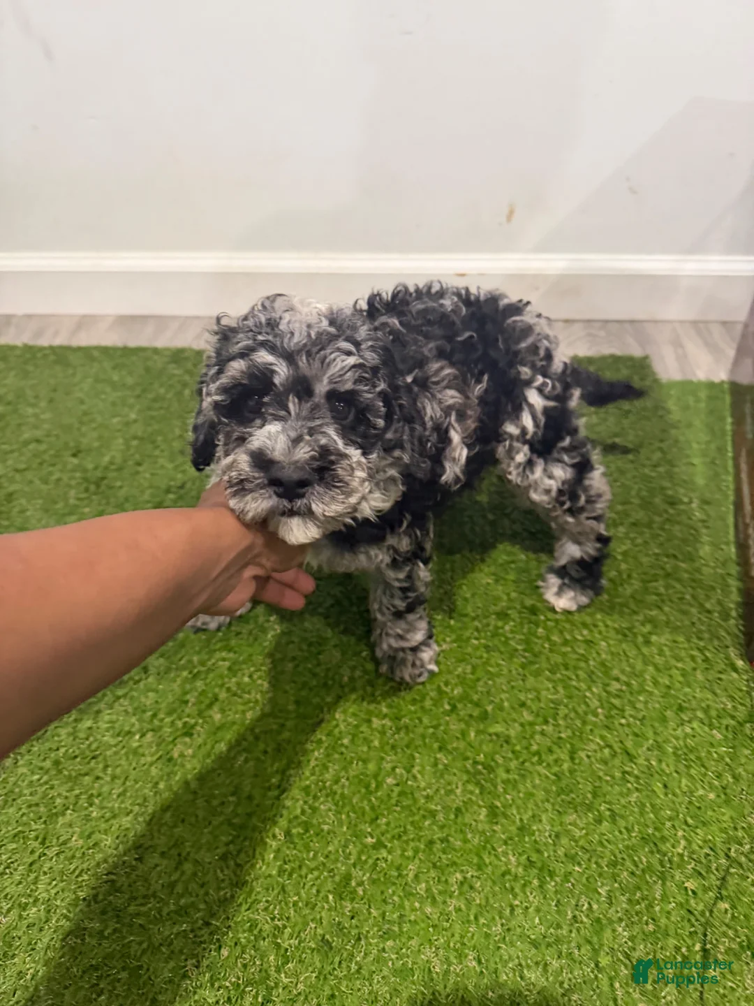 Cockapoo dogs for sale: Oreo - Ad 4