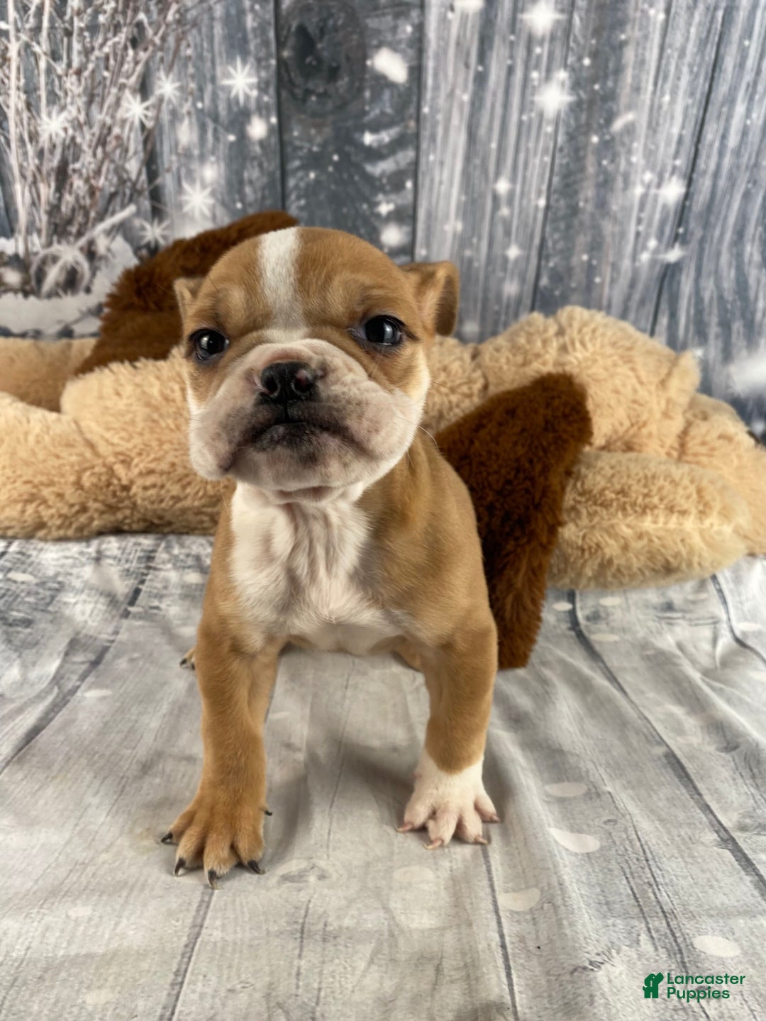 English Bulldog dogs for sale: Cody - Ad 9
