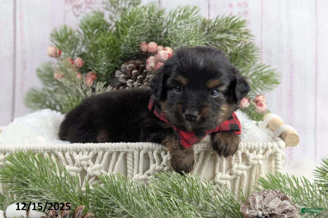 Toy Australian Shepherd dogs for sale: Brittlyn - Ad 26