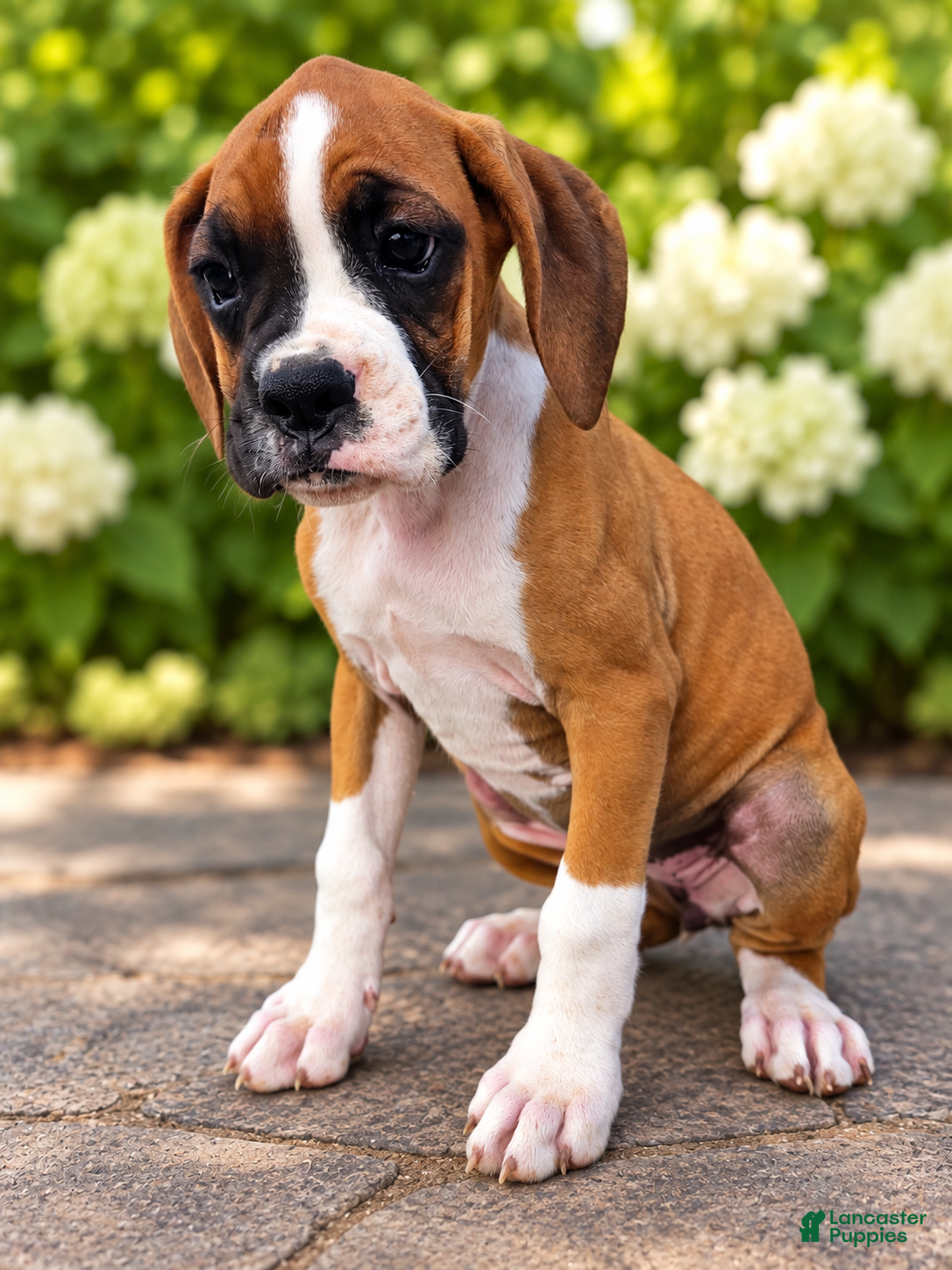Boxer dogs Brandy - Ad 17