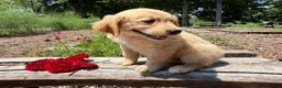 Golden Retriever dogs for sale: Kyla - Ad 5