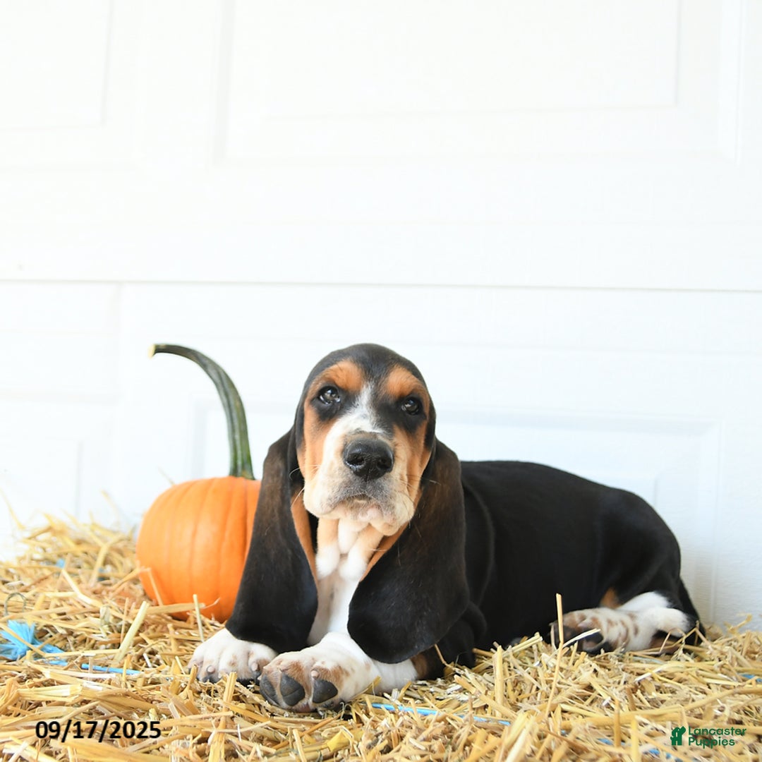 Pinscher Dog Braveheart Loyalheart Doberman Pinschers Basset Hound