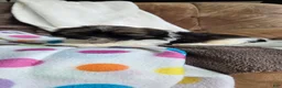 Shih Tzu dogs for sale: Oscar - Ad 3