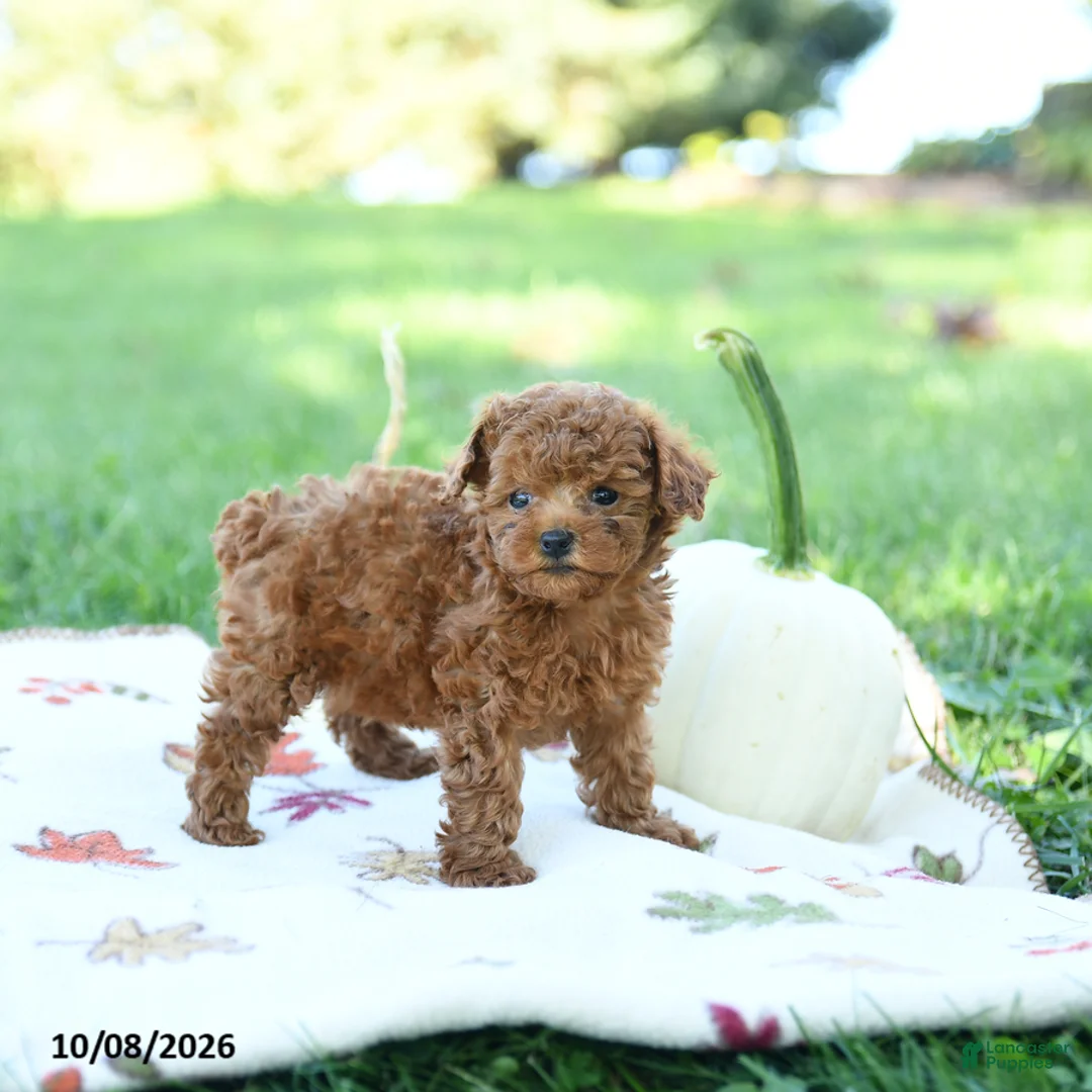 Toy Poodle dogs for sale: Pumpkin - Ad 2