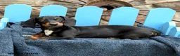 Miniature Dachshund dogs for sale: Ringo - Ad 1