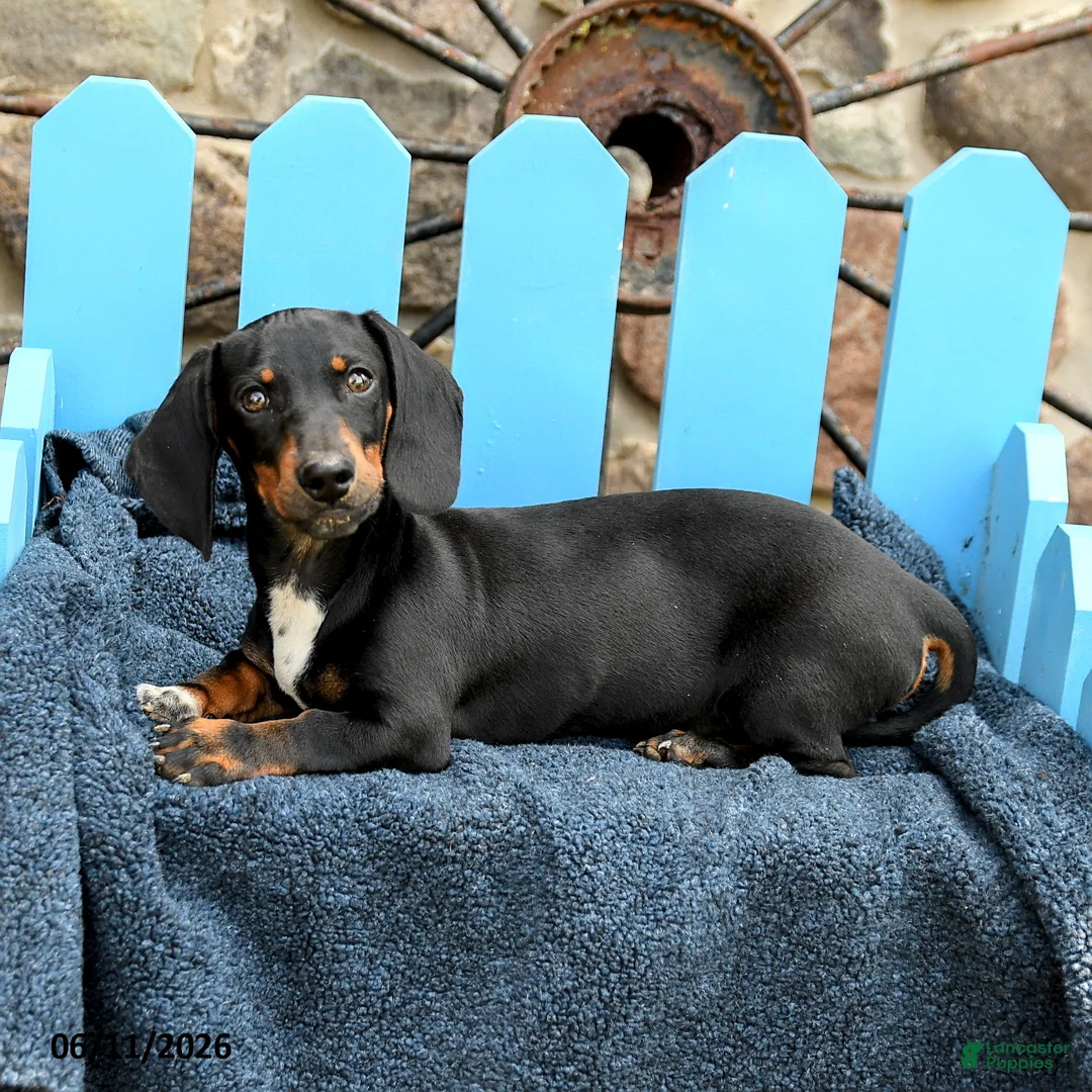 Miniature Dachshund dogs for sale: Ringo - Ad 1