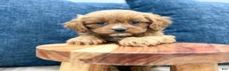 Cavapoo dogs for sale: Willow - Ad 5