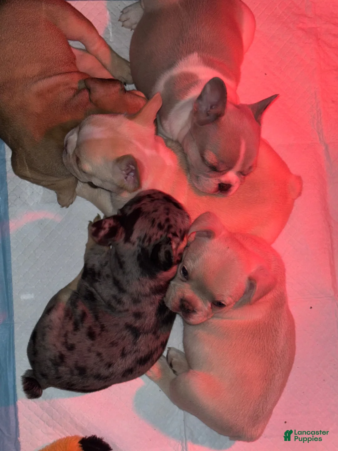French Bulldog dogs for sale: French Bulldog 4 - Ad 3