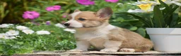 Welsh Corgi Pembroke dogs for sale: Cyrus - Ad 3