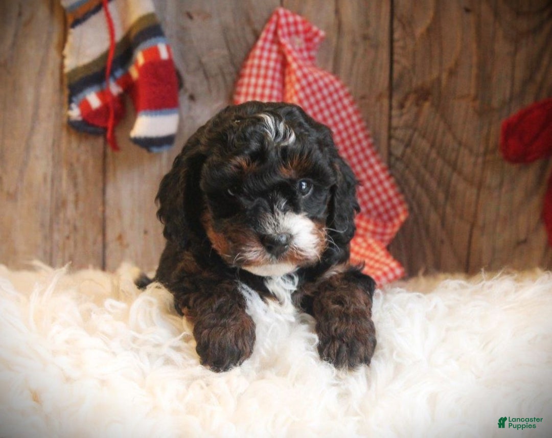 Cavapoo dogs for sale: Tess - Ad 1