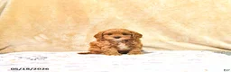 Cavapoo dogs for sale: Milton - Ad 1