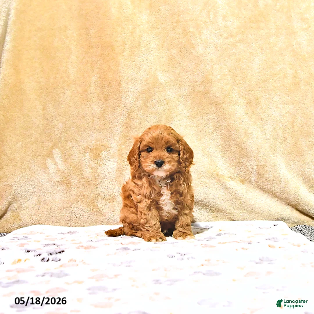 Cavapoo dogs for sale: Milton - Ad 1