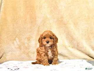 Cavapoo dogs for sale: Milton - Ad 3