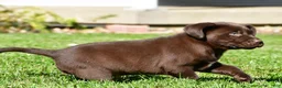 Labrador Retriever dogs for sale: Champ - Ad 7