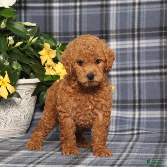 Miniature Poodle dogs Nutella - Ad 2