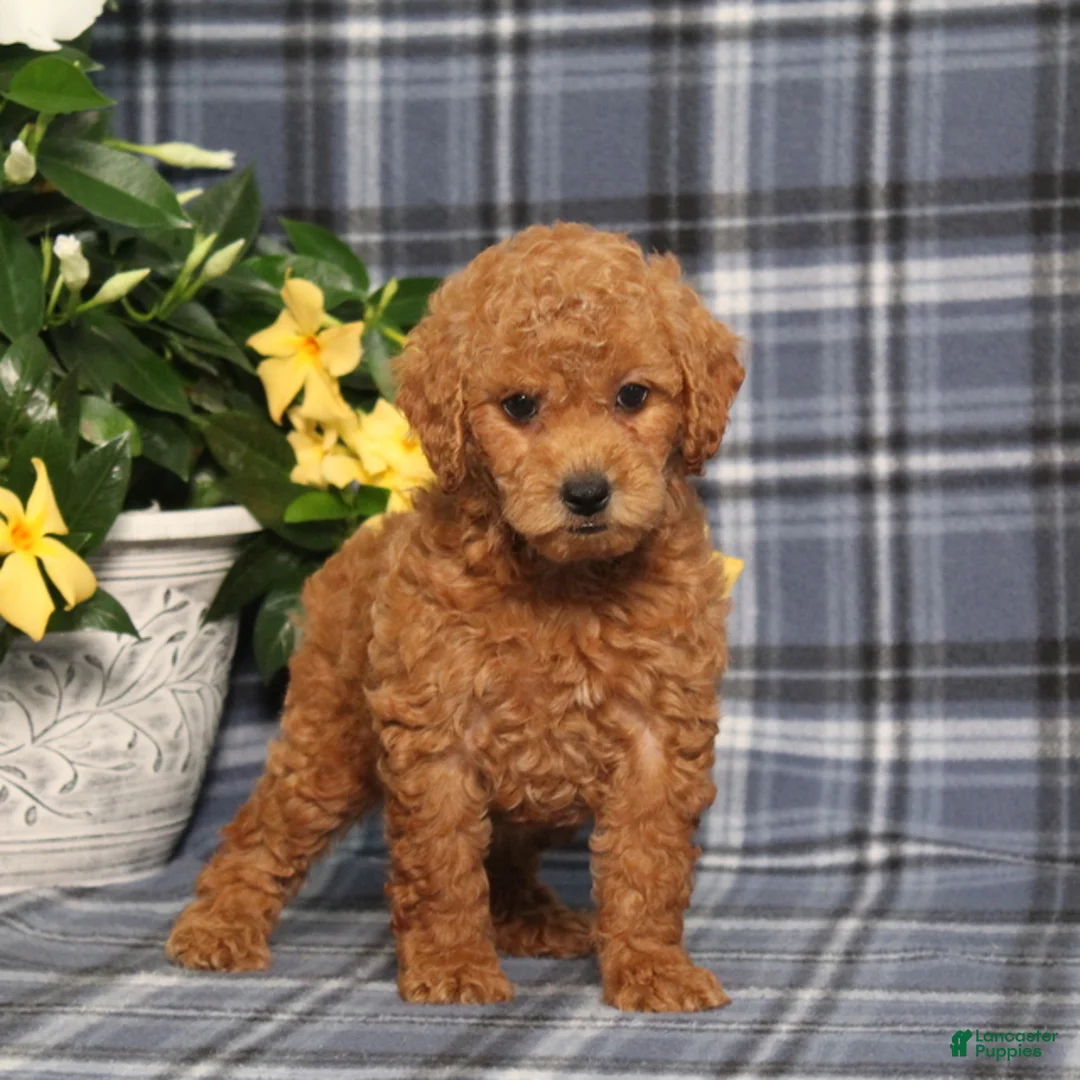 Miniature Poodle dogs for sale: Nutella - Ad 2