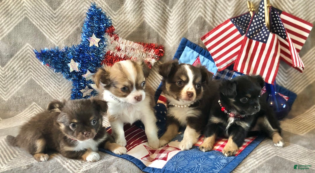 Gallery Image {{count}}