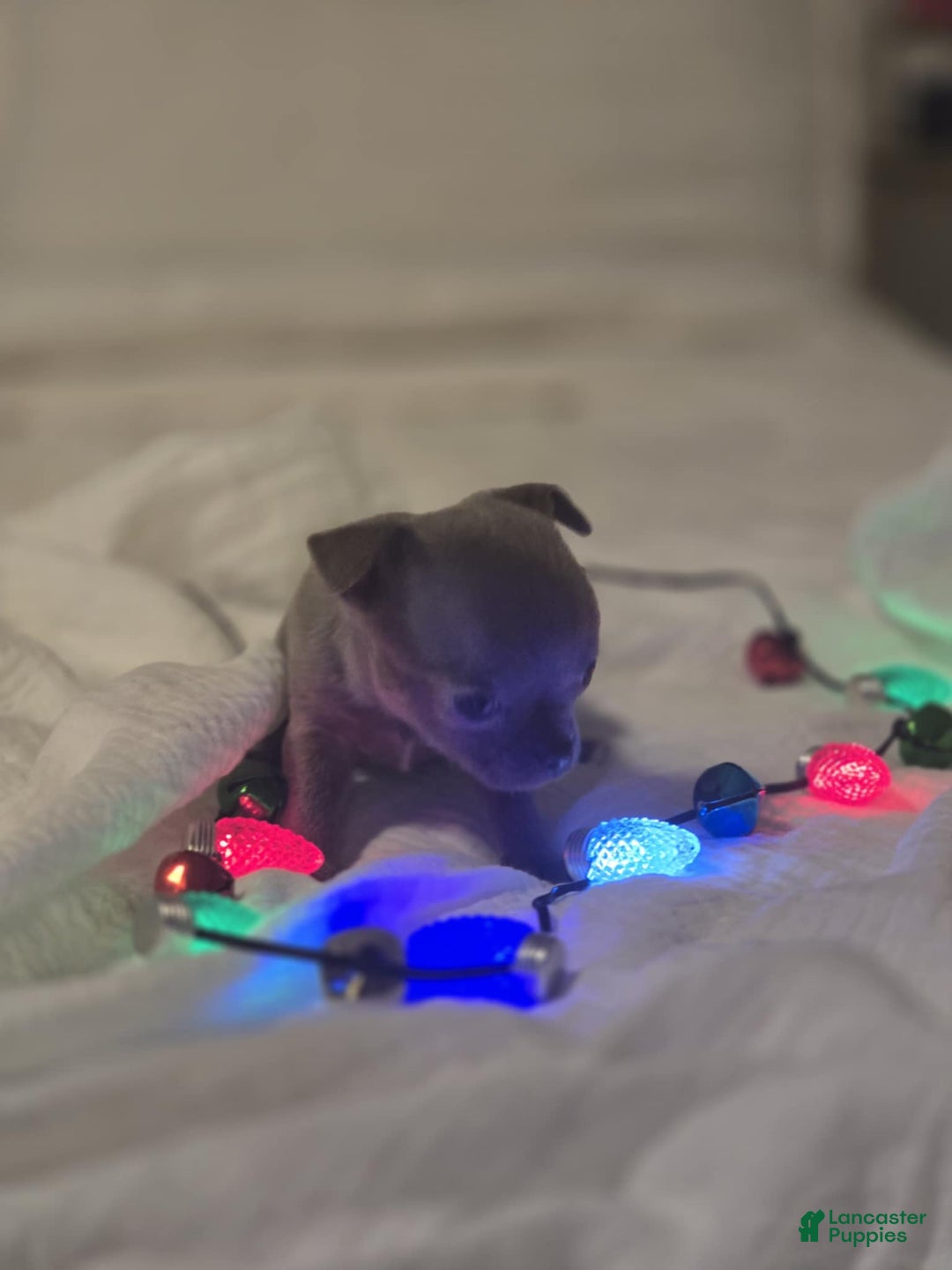 Chihuahua dogs for sale: Pinky - Ad 4