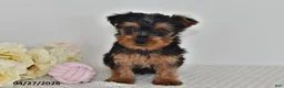 Yorkshire Terrier dogs for sale: Lila  - Ad 4