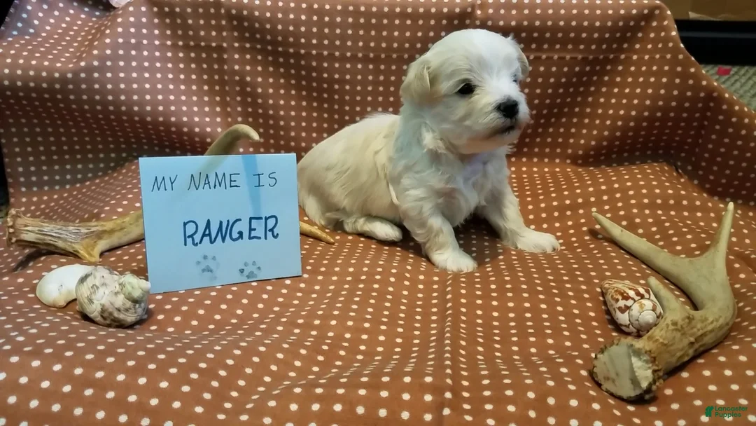 Maltipoo dogs for sale: Ranger - Ad 6