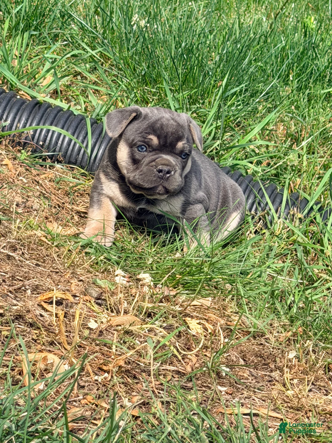 French Bulldog dogs for sale: Max - Ad 2