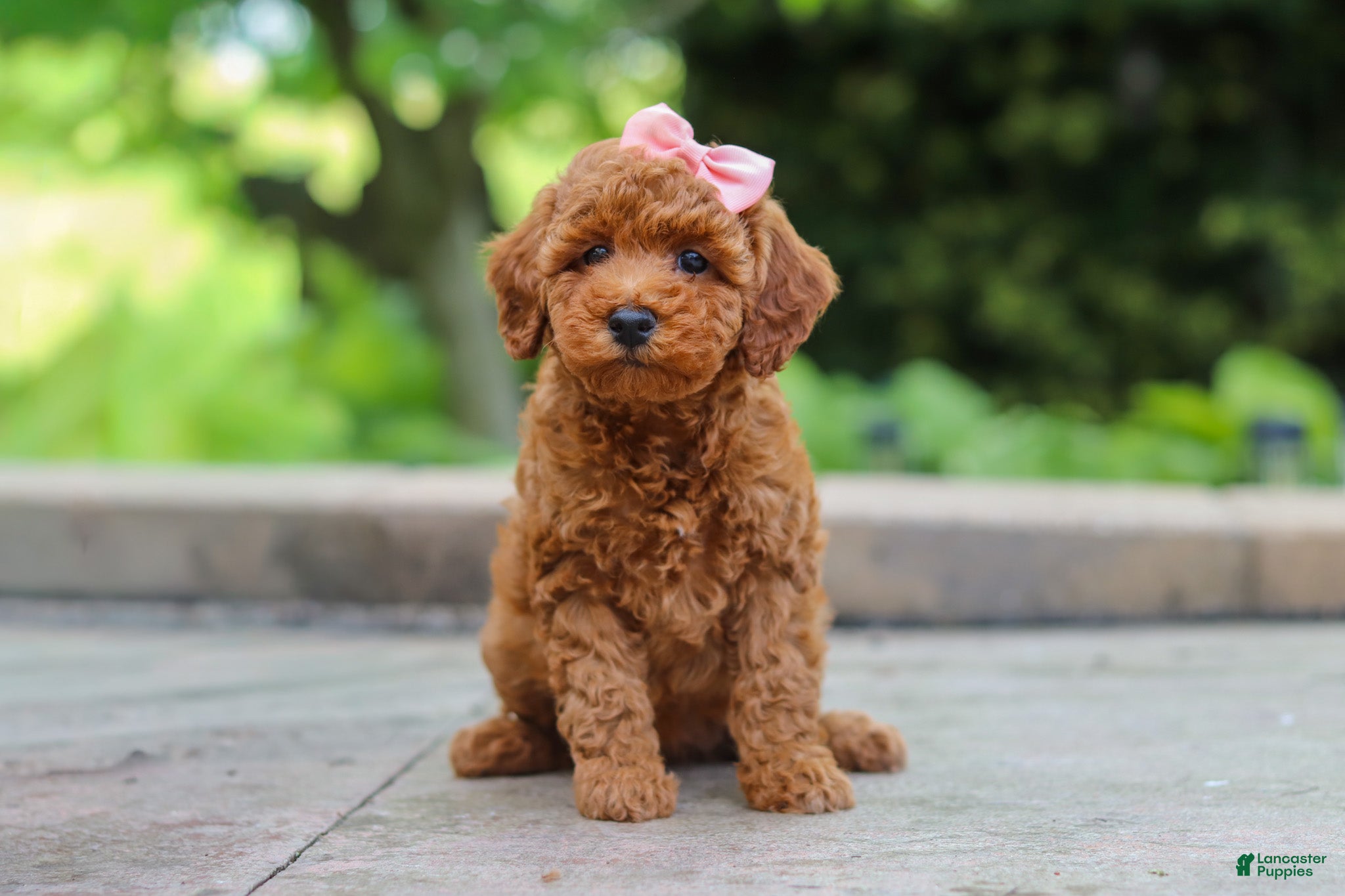Maltipoo dogs Indie - Ad 1