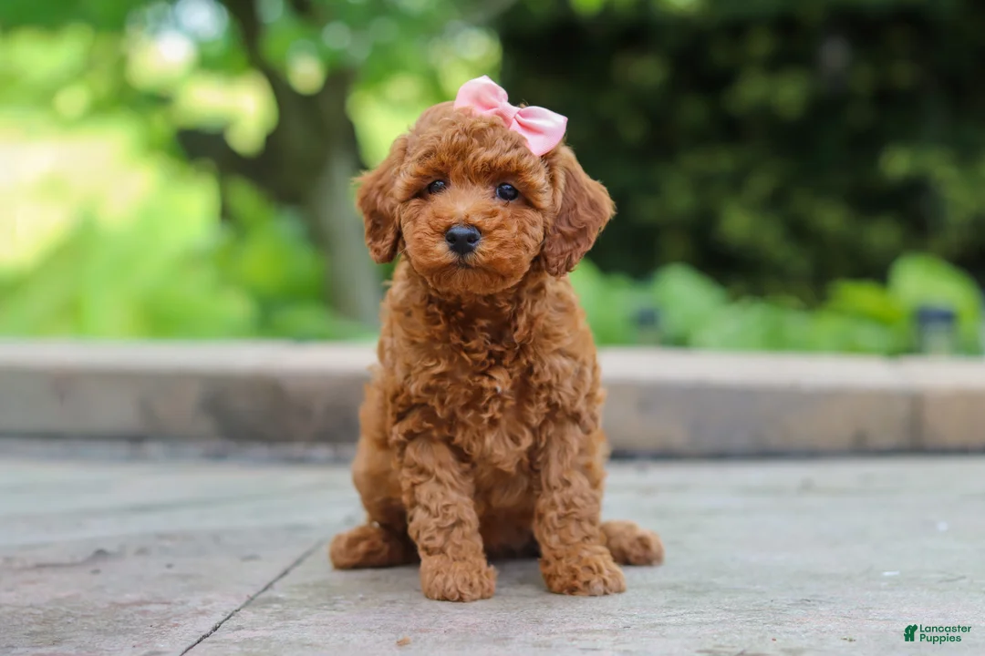 Maltipoo dogs for sale: Indie - Ad 1