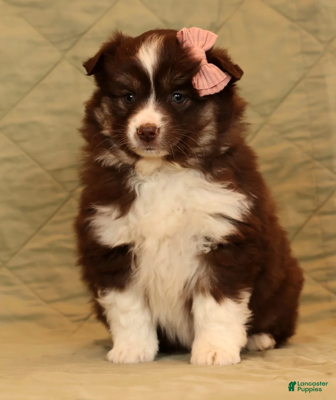 Miniature Australian Shepherd dogs for sale: Charlotte - Ad 4