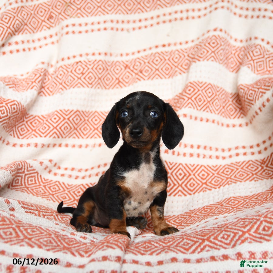 Miniature Dachshund dogs for sale: Spotty - Ad 2