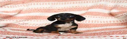 Miniature Dachshund dogs for sale: Spotty - Ad 1