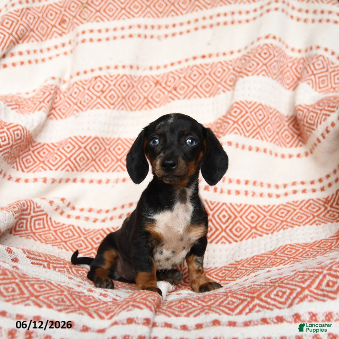 Miniature Dachshund dogs for sale: Spotty - Ad 1