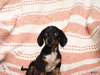 Miniature Dachshund dogs for sale: Spotty - Ad 2