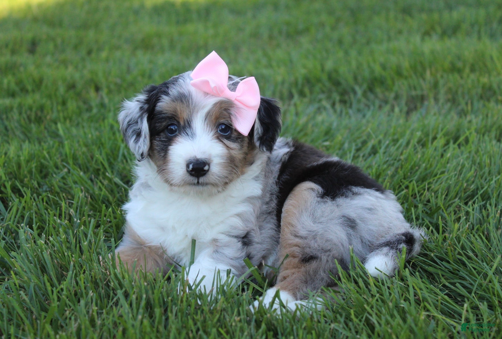 Mini Aussiedoodle dogs Kali 🎀 - Ad 2