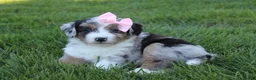 Mini Aussiedoodle dogs for sale: Kali 🎀 - Ad 7