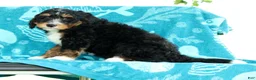Mini Bernedoodle dogs for sale: Rocket - Ad 9