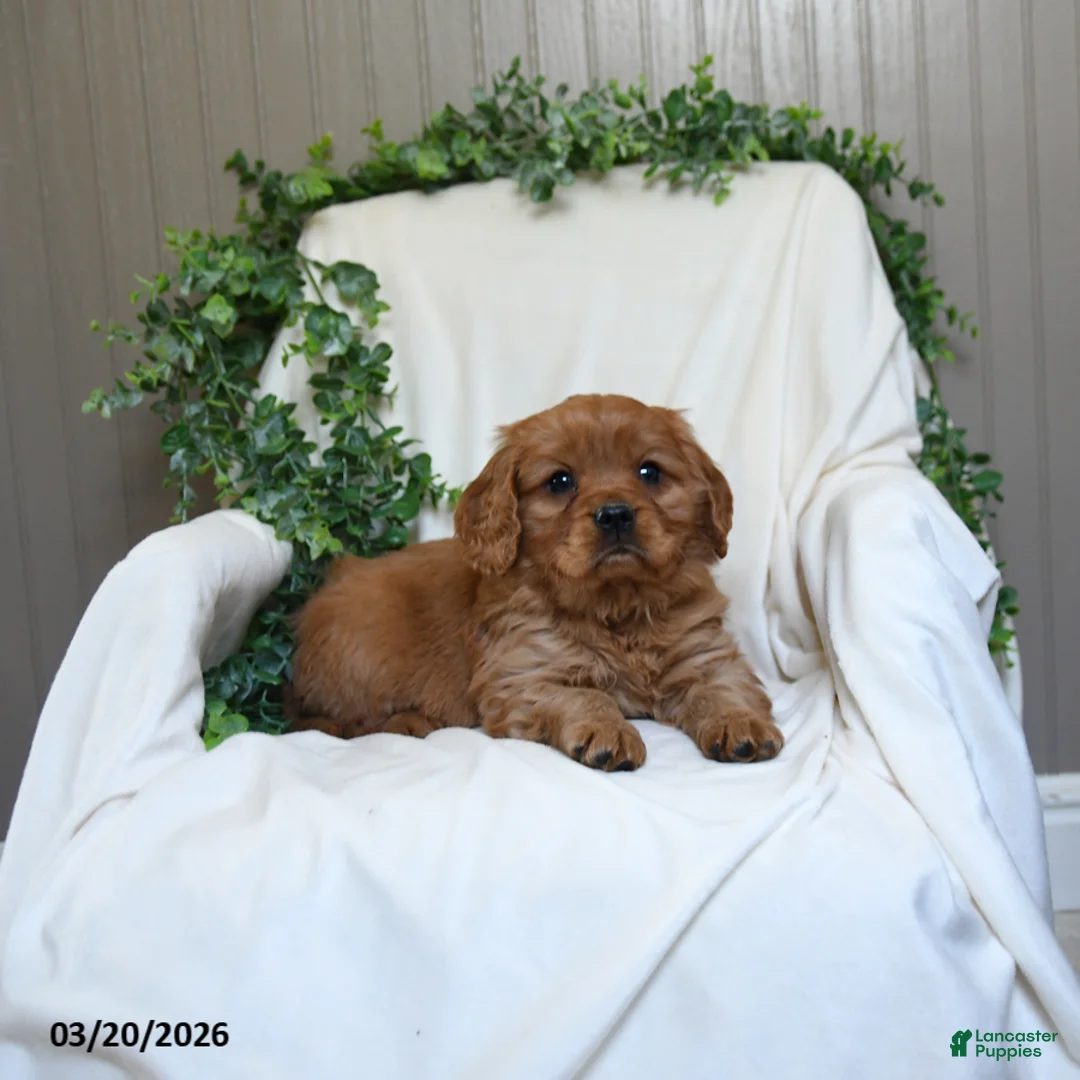 Miniature Golden Retriever dogs for sale: Jerry - Ad 3