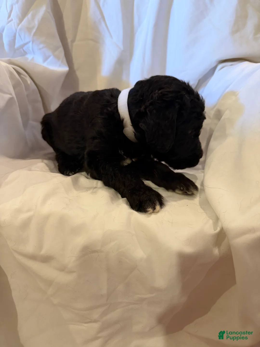 Labradoodle dogs for sale: Labradoodle White - Ad 2